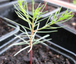 1 month old Giant Sequoia